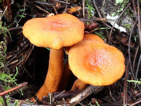 Lactarius - Alchetron, The Free Social Encyclopedia