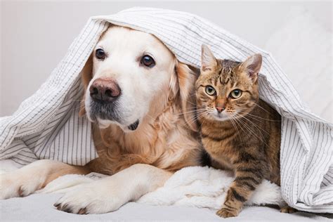 8 Reasons to Decide which is Better for You: Cats or Dogs? - CatBounty