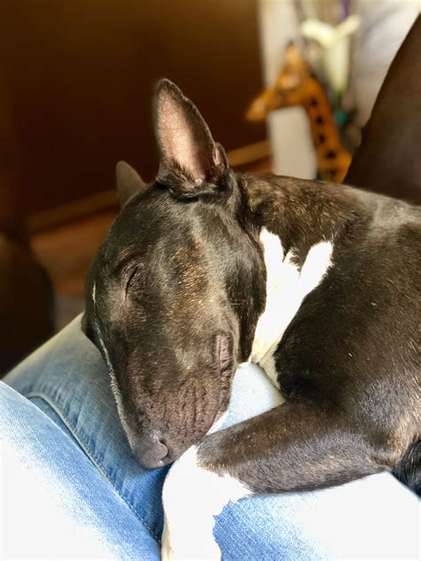 Adorable Black and White Pitbull Sleeping on Lap