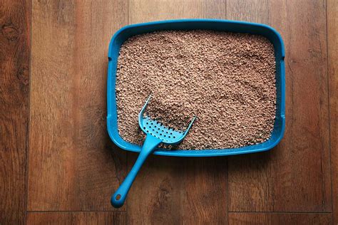 The Litter Problem Solution: 5 Ways To Banish The Smell For Good