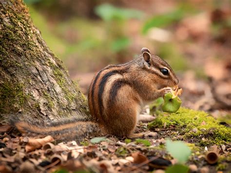 Download A cheeky little chipmunk enjoying a snack | Wallpapers.com