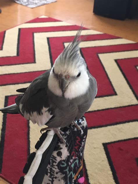 best cockatiel breathing fast step by step 2