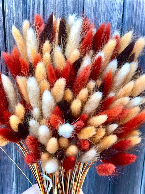 The Best Colors and Shapes of Dried Bunny Tails for Design - Driedero