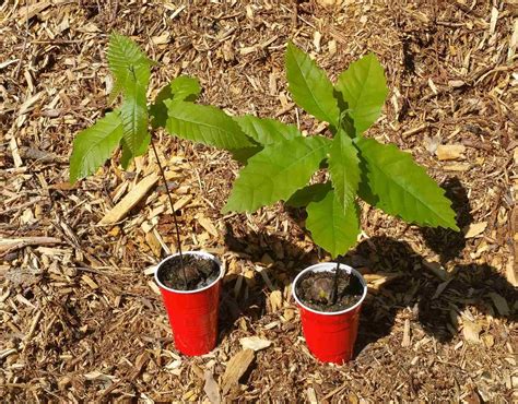 growing a chestnut tree from seed 4