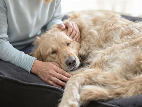What Causes Arthritis in Dogs? - Pet Health MD