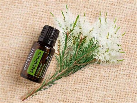 Para Que Serve O Óleo De Melaleuca - Óleo essencial de Melaleuca: Aprenda Para Que Serve – Daiane Freitas
