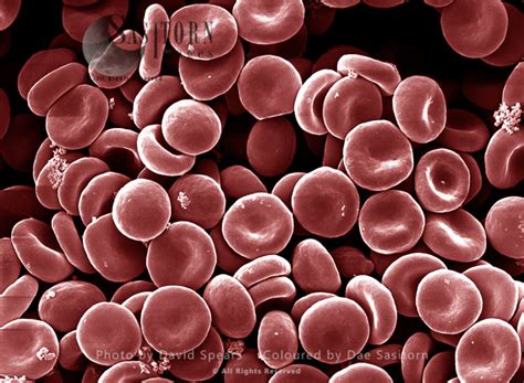 SEM: Human Red Blood Cells; Magnification x 6,500 at A4 print size ...