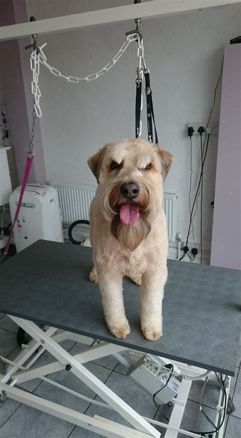 dog groomers  medway dog groomers   dog grooming