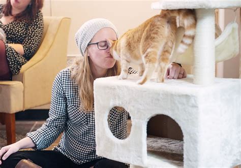 Strip District’s Colony Cafe, Pittsburgh’s first cat cafe, to close ...