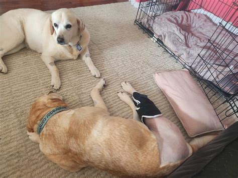 Labrador Rescue
