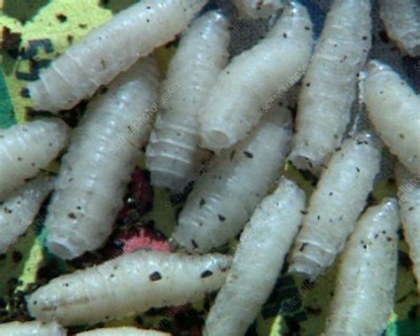 flesh fly larvae stock video clip  science photo library