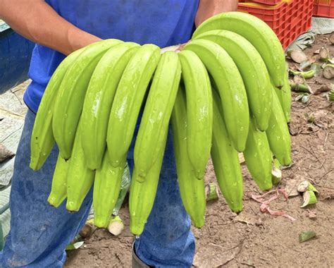 Diversibananas - Gros Michel Bananas