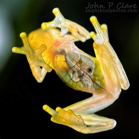 G is for Glass Frog Facts : A-Z Collection of Cool Animals