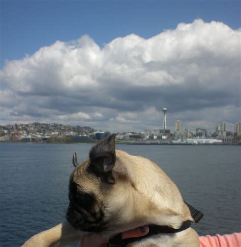 It's a Pug's Life