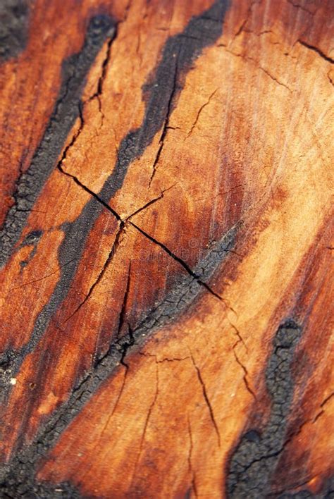 Burn Wood Texture Picture. Image: 16837580