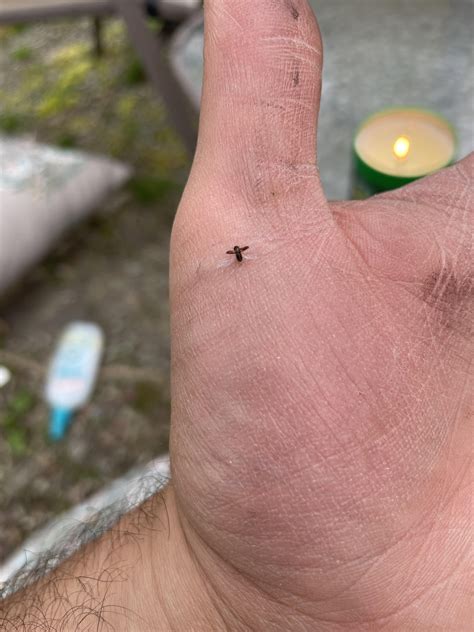 Help identifying these tiny flying bugs in Hudson valley NY. : r