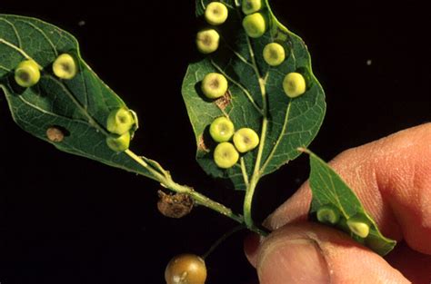 Insects in the City: Hackberry psyllids in homes