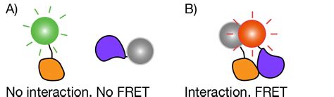 Fluorescent Proteins 101: Introduction to FRET