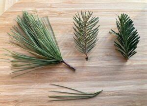 Spruce vs Fir vs Pine: Conifer Identification 101