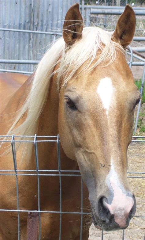 Find Your Dream Walking Horse from Our Large Stallion Studs 2