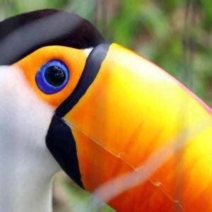 toucan spiritual meaning spirit animal symbolism guide