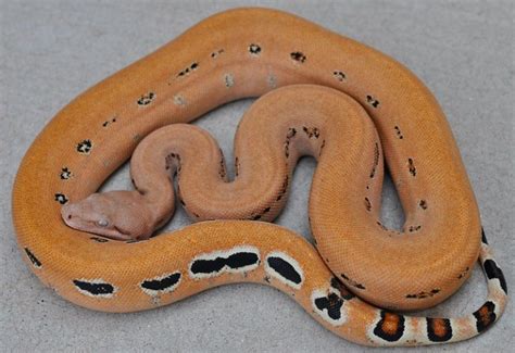 10 Beautiful Boa Constrictor Morphs - ReptileWorldFacts