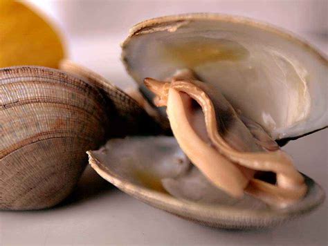 O Que Significa A Palavra Almeja - Que Es La Almeja – almejar – EIMIZ