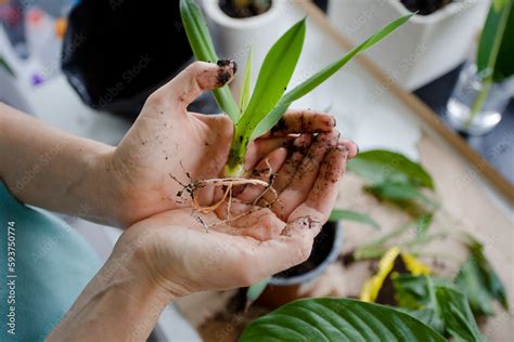 how to take care of indoor plants