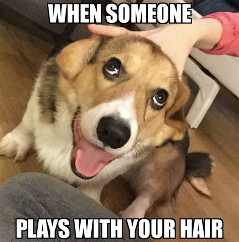 Funny Dog Memes That Will Have You Rolling - Mutt Scrub Products