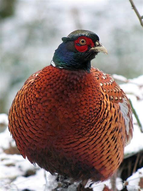 Фазан (лат. Phasianus colchicus), фотографии фазанов
