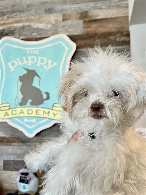 Top Reasons Why You Should Adopt a Puppy! — The Puppy Academy