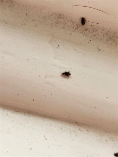 What are these tiny beetles : r/whatsthisbug