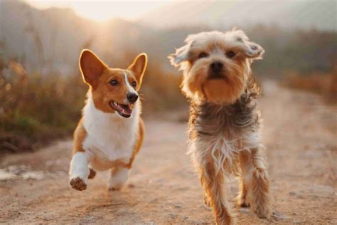 UK’s Happiest Places to be a Dog Revealed: East Midlands lands sixth in
