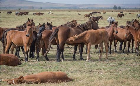 10 Animals Found In Romania - WorldAtlas