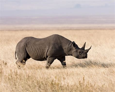 South-Central Black Rhinoceros - Facts, Diet, Habitat & Pictures on
