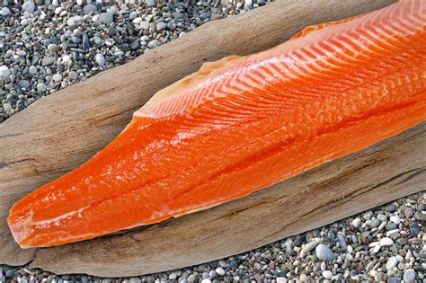 coho salmon large fillet salish center  sustainable fishing methods