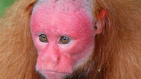 hewan aneh  langka  dunia jarang diketahui