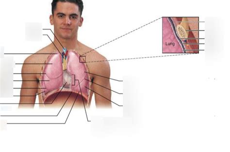 thoracic organs Diagram | Quizlet