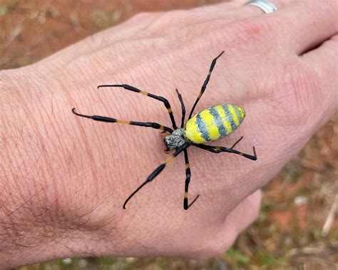 Studies show Joro spiders are easy to kill and virtually harmless