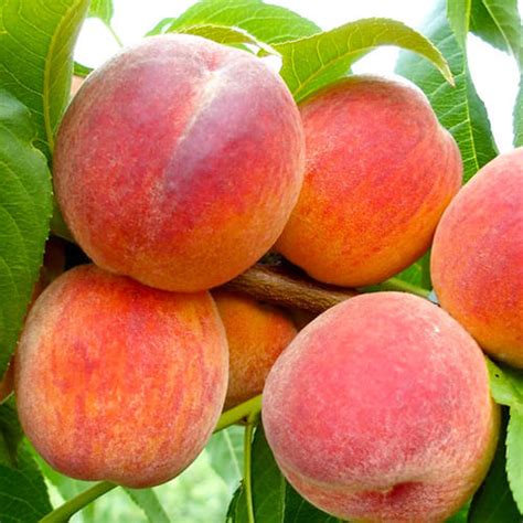 Персик Коллинз - купить саженцы в Украине | FLORIUM.UA
