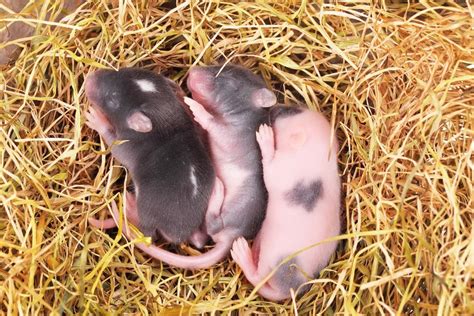 Healthy Baby Mice Produced from Mouse Mom's Skin Cells | Scientific ...