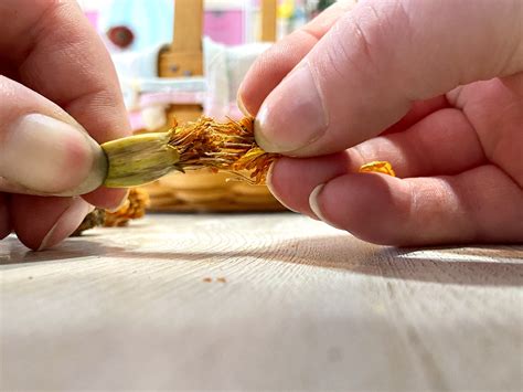 How to Harvest Marigold Seeds – Unplanned Whimsy