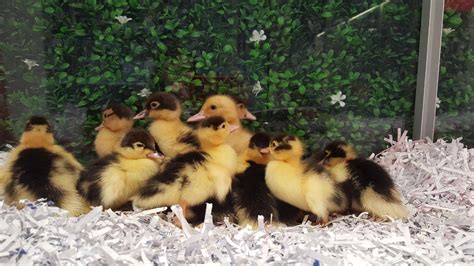 Muscovy Ducklings (2pcs) - It's Pet-Tacular