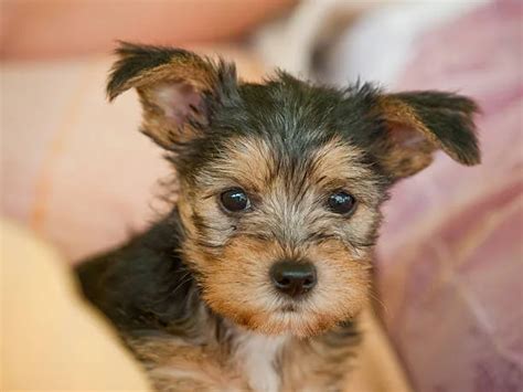 Meet The Adorable Yorkie Chihuahua Mix Puppy! - The Chihuahua Guide