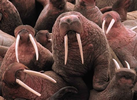 picture pacific walrus marine mammals odobenus rosmarus