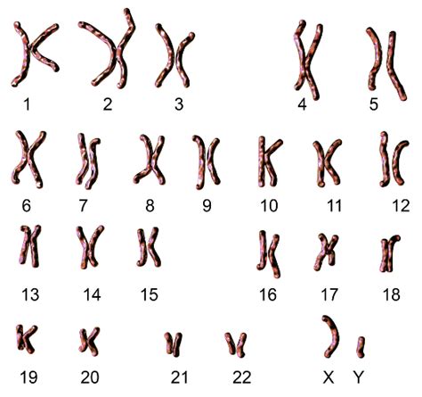 O Que É Um Cariótipo - Cariótipo - Biologia Net