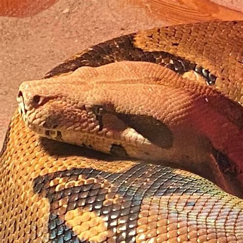 huge boa constrictor youtube