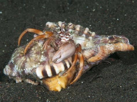 crab  crabs species dardanus pedunculatus