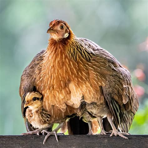 how to sex chicks 6