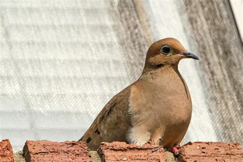 Mourning dove perched on a brick window sill 13645750 Stock Photo at